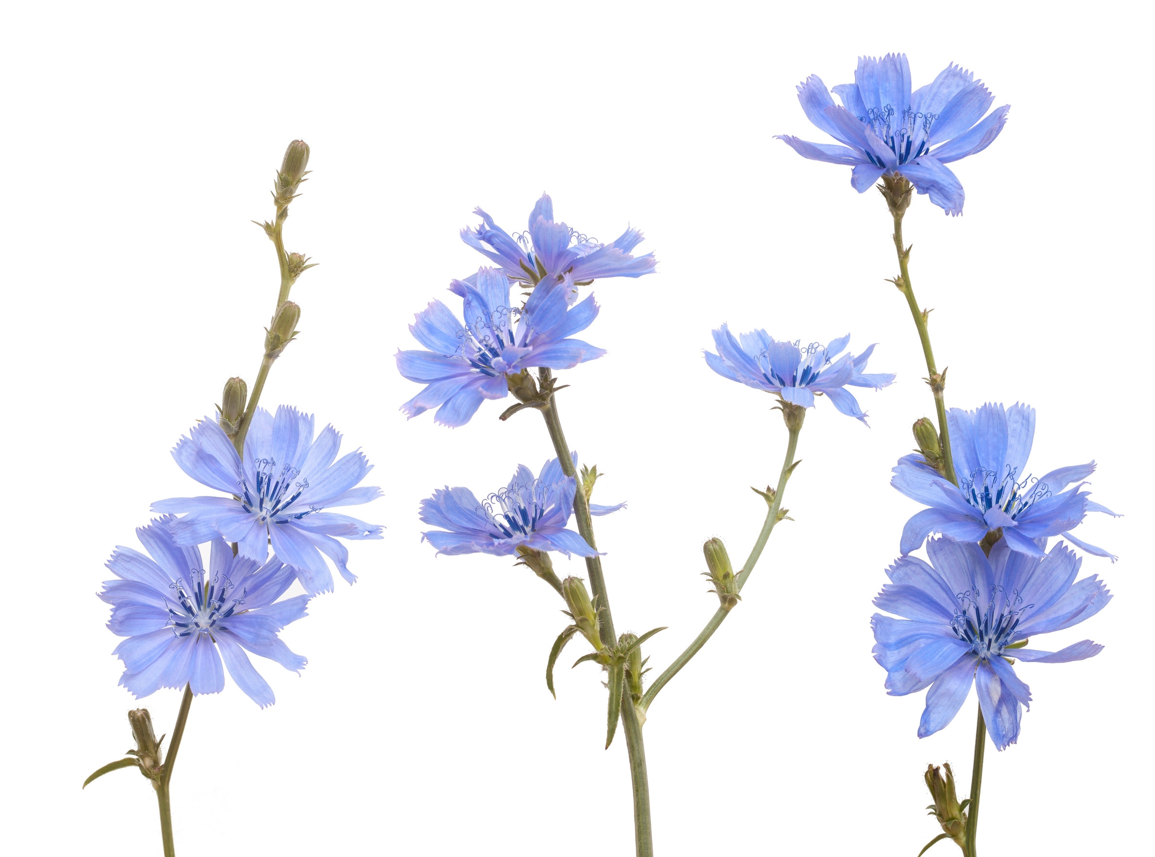 Ingredient: Chicory
