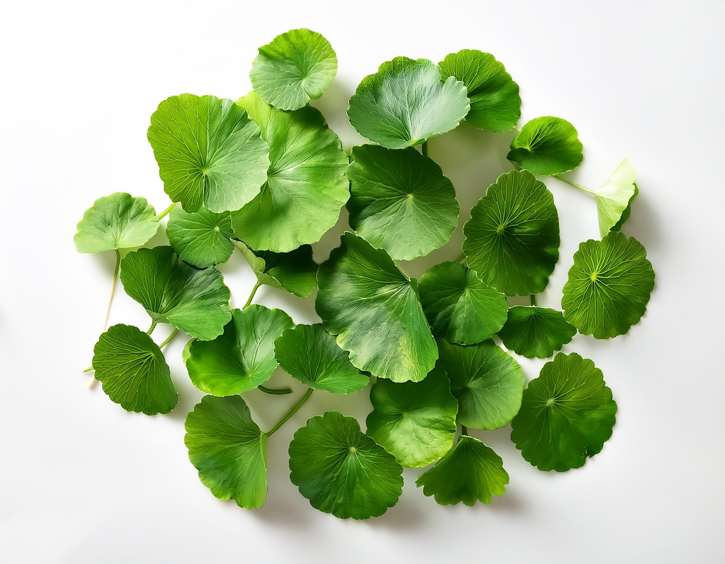 Ingredient: Ekstrakt z ziela wąkrotki azjatyckiej